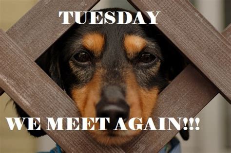 Have a wonderful tuesday morning because it is special made for sweet people like you. Tuesday Memes - Funny Tuesday Memes to Make Your Day Happy
