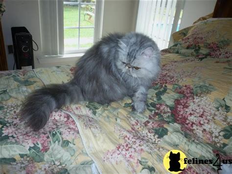 Don't miss what's happening in your neighborhood. Persian Cat for Sale: LAILA 6 Yrs and 8 Mths old