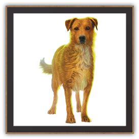 See more ideas about survivor, dogs, survivor series. Lucky | Survivor Dogs Wiki | Fandom powered by Wikia