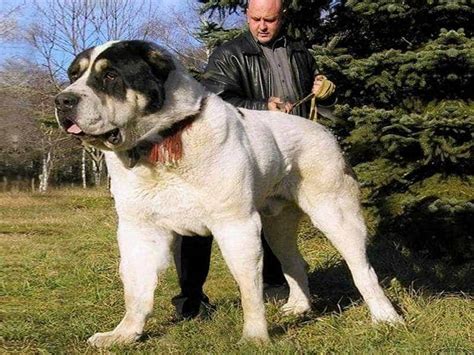 Are alabai and central asian shepherd dog two different breeds? Giống chó Alabai khổng lồ - Đặc điểm, giá tiền, nguồn gốc ...