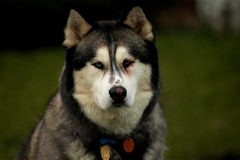 Cancer Alaskan Husky Dogs Histroybackgroundhealth
