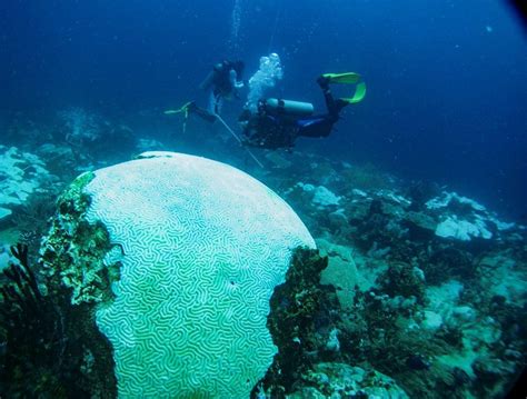 Tobagos Reefs Are On Their Third Consecutive Year Of Coral Bleaching Ima