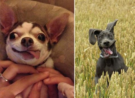 Hate Mondays Take A Look At These Dogs Funny Faces Yummypets