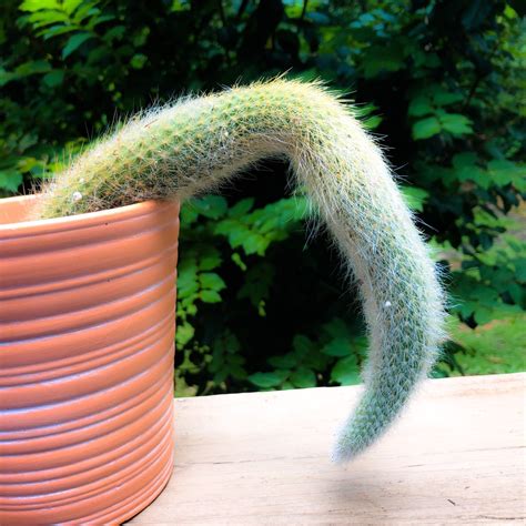 Suse a loose well drained cactus mix. Cleistocactus winteri subs. colademononis, Monkey Tail ...