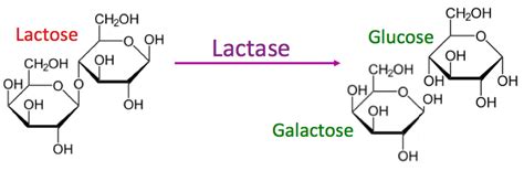 Evo Ed Lactase Cell Biology