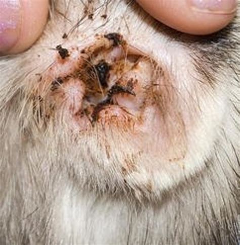 Causes and Solutions for Dog Head Shaking | PetHelpful