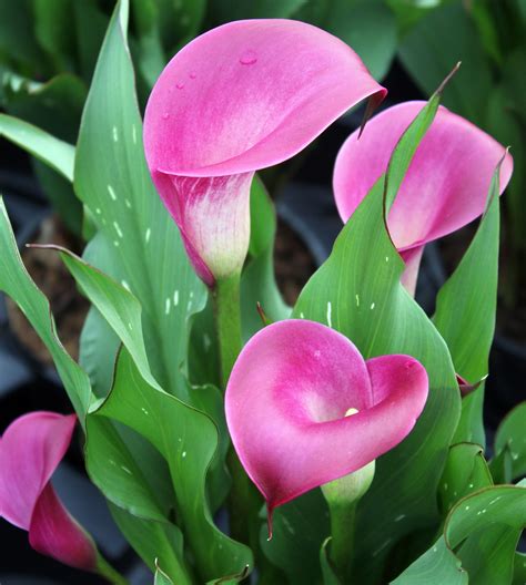 Pink Calla Lily Flower Ubicaciondepersonascdmxgobmx