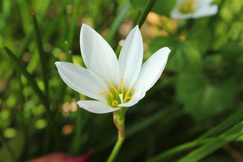 Free Photo White Flower Bloom Blooming Blossom Free Download