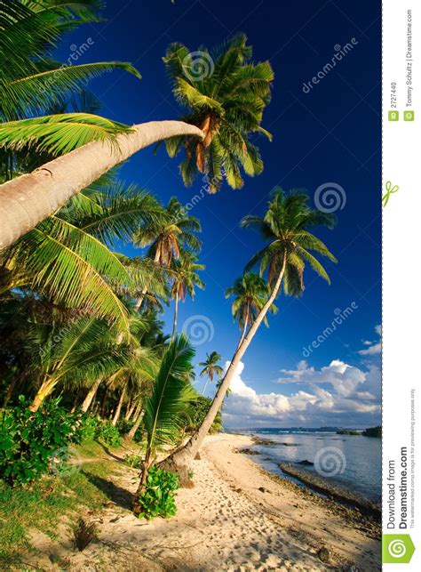 Tropical Beach Paradise Stock Photo Image Of Destination
