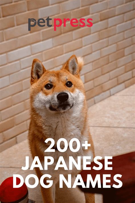 200+ Popular Male And Female Japanese Dog Names
