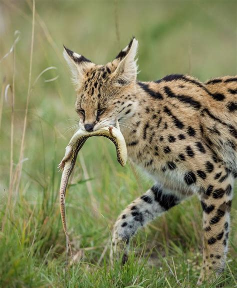 Serval Cat With A Lizard Prey Serval Cats Cat Breeds Wild Cats