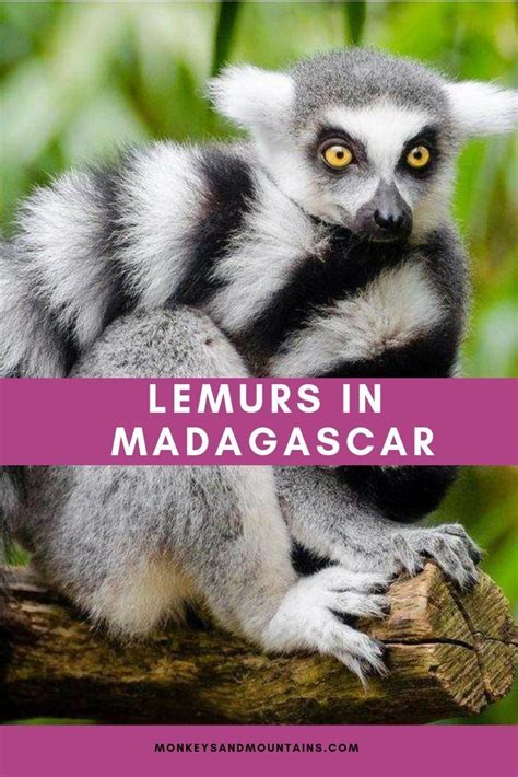 Lemurs In Madagascar How Observing Them Can Help Save Them Lemur