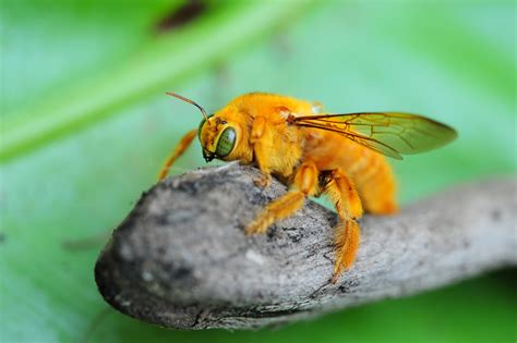 Filecarpenter Bee Wikimedia Commons