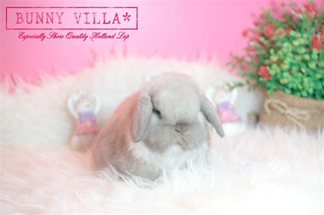 รหัสจอง yd003 (update) กระต่าย hl แท้ (ฮอลแลนด์ลอป/holland lop) เพศผู้ สีเชสนัทน้องเป็นลูก. เตรียมความพร้อมก่อนรับกระต่ายฮอลแลนด - ฟาร์มกระต่าย ...