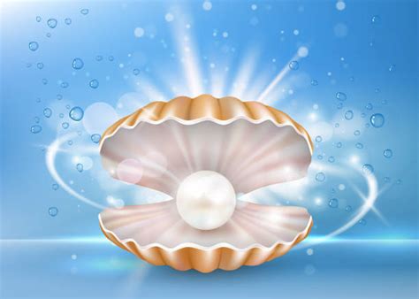 We did not find results for: Open Clam Shell Illustrations, Royalty-Free Vector ...