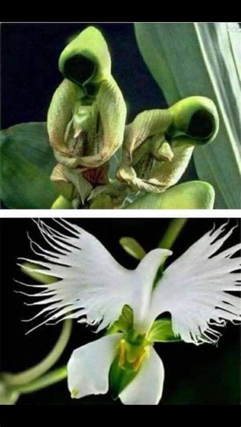 Holy Ghost Orchid Flower