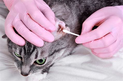 How To Check And Clean Your Cats Ears Perry Daily Journal