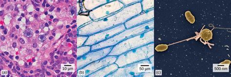 The microscope has been a fundamental tool in the field of cell biology and is often used to observe living cells in culture. 4.1A: Cells as the Basic Unit of Life - Biology LibreTexts