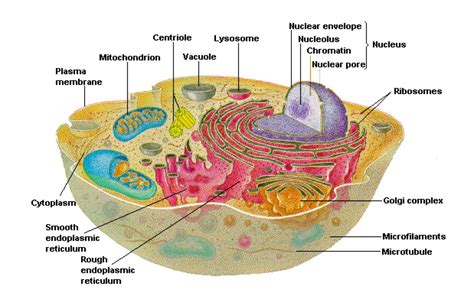 Como Es La Estructura De La Celula Animal Consejos Celulares