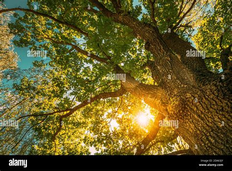 Sunset Sunrise Sun Shining Through Oak Tree Branches In Sunny Summer