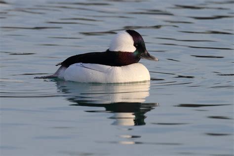 Bufflehead Bufflehead Are Small Diving Ducks That Always S Flickr