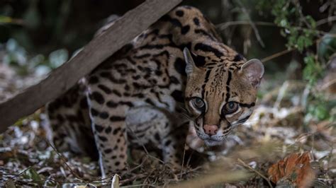 Ocelot Fact Sheet Blog Nature Pbs