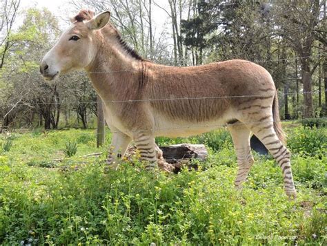 A cow, a donkey and a camel were found lost on a road in kansas. Zonkey---mix between a Zebra and a Donkey. - Pixdaus ...