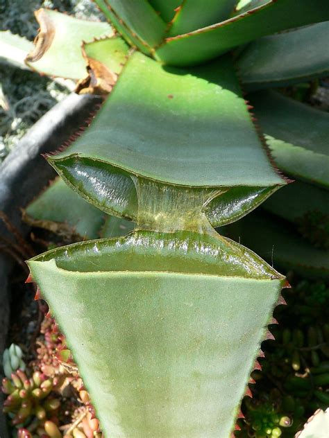 Bucket ini berfungsi untuk membilas dan mengeringkan kain pel dengan cara memutar pel di dalamnya. Succulent plant - Wikipedia