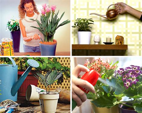 Уход за комнатными растениями в домашних условиях.