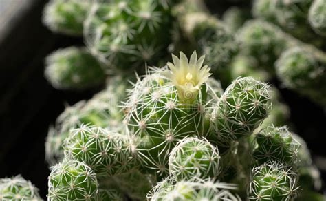 Close Up Mammillaria Gracilis With Flower Desert Plant With Flower