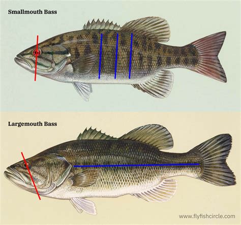 What Is The Difference Between Smallmouth And Largemouth Bass • Flyfish