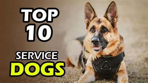 Top 10 Best Service Dog Breeds Service Dogs Breeds Dog Breeds
