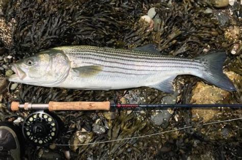 Boston Harbor Striped Bass On The Fly Greater Boston Chapter 013