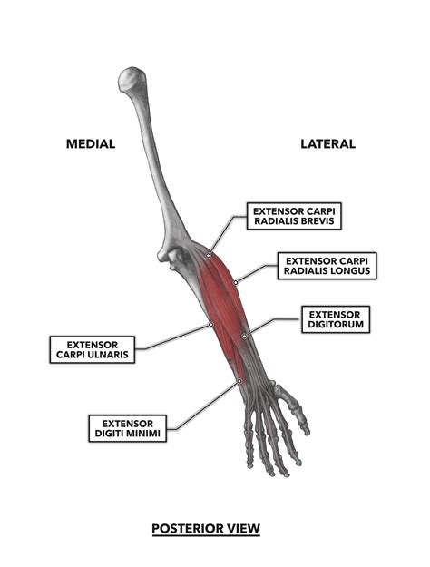 Crossfit Wrist Musculature Part 2 Posterior Muscles