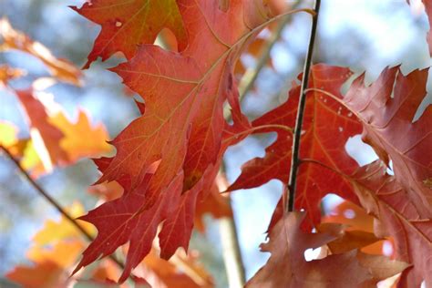 Free Images Leafs Sky Red Braun Fall Maple Leaf Autumn Branch