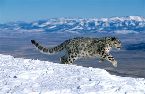 Where Do You Find Snow Leopards Home Design Ideas