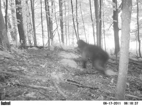 Celebrate Halloween With 9 Creepy Trail Camera Photos That Will Make