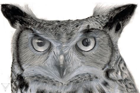 Great Horned Owl By Commandereve On Deviantart