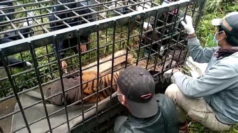 Sumatran Tiger Captured On A Highway Of One News Page Video