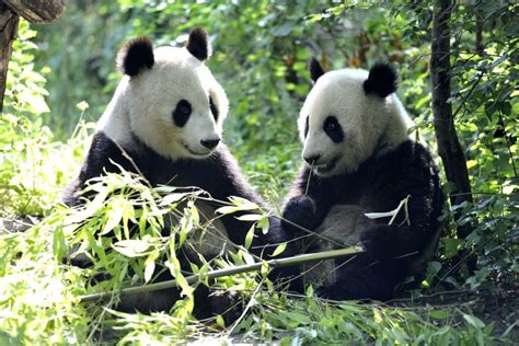 Dos Pandas Sentados Comiendo Bambú 66688