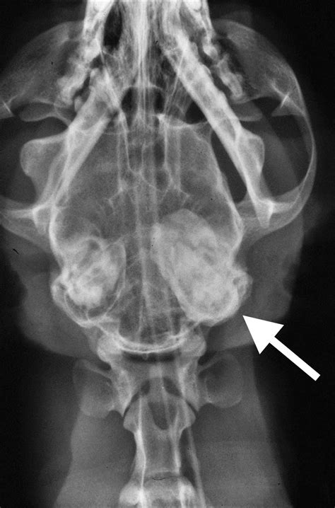 I had rolled a q tip and thats how i knew it was or is infected help!!! Veterinary Key Points: Nasopharyngeal Polyps in Cats: Key ...