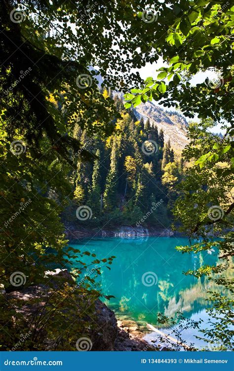Green Spruce Trees And Deciduous Trees Are Reflected In The Clear Water