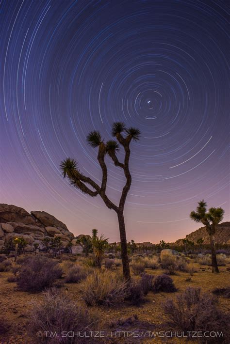 A Joshua Tree And Star Trails Tm Schultze San Diego Photographer