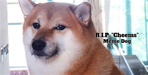 Viral Meme Dog Cheems Dead At Age 12