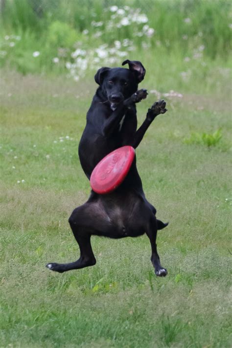 Meslektaş Tavuk Cornwall Dog Frisbee Fail