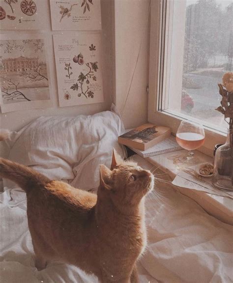 Jahshyy On Instagram 😻 Jahshyy Pretty Cats Cat Aesthetic