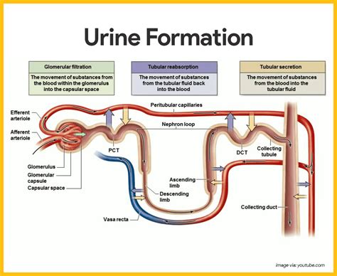 Way To Simplify Urine Formation Process Urine Analysis Part 2 Urine
