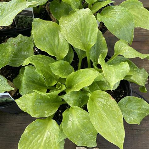 Hosta 1 Gal Sell Farms And Greenhouses