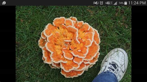 What Kind Is This Big Fungi Michigan Sportsman Online Michigan