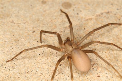 Brown Recluse Spiders Identification And Control Alabama Cooperative Extension System Atelier